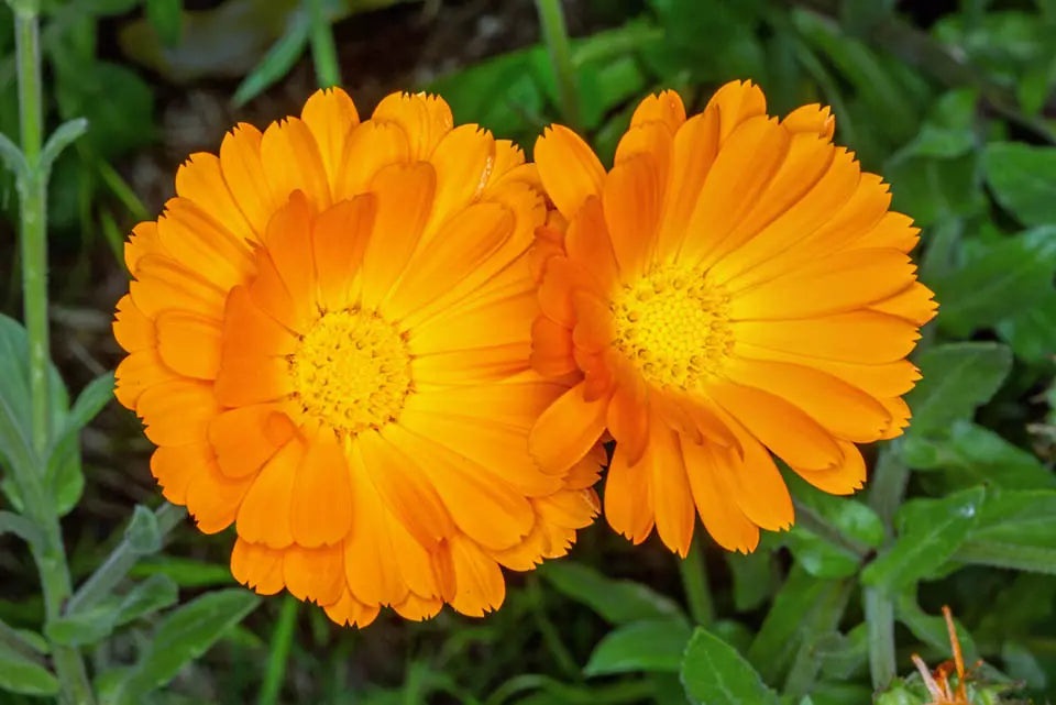 Yellow Flower Pot Flower seeds for Planting - Vibrant Colors, Heirloom & GMO Free Seeds for Home Garden