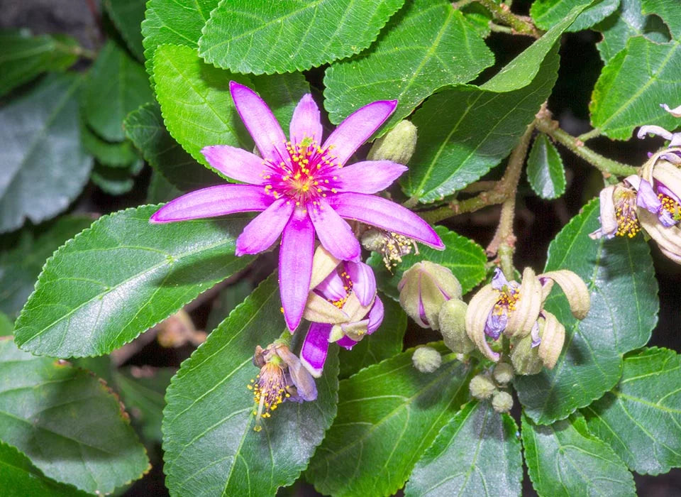 Grewia Flower seeds for Planting - Bright Blooms, Heirloom & GMO Free Seeds for Home Garden