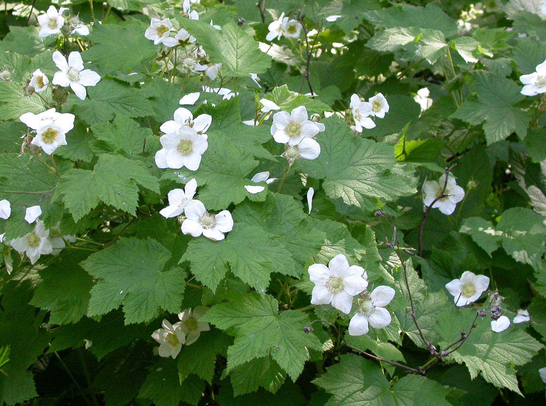 Eiche Flower seeds for Planting - Shade Tolerant, Heirloom & GMO Free Seeds for Home Garden