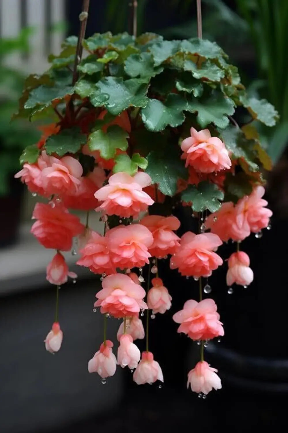 Begonia Boliviensis Flower seeds for Planting - Perfect for Borders, Heirloom & GMO Free Seeds for Home Garden