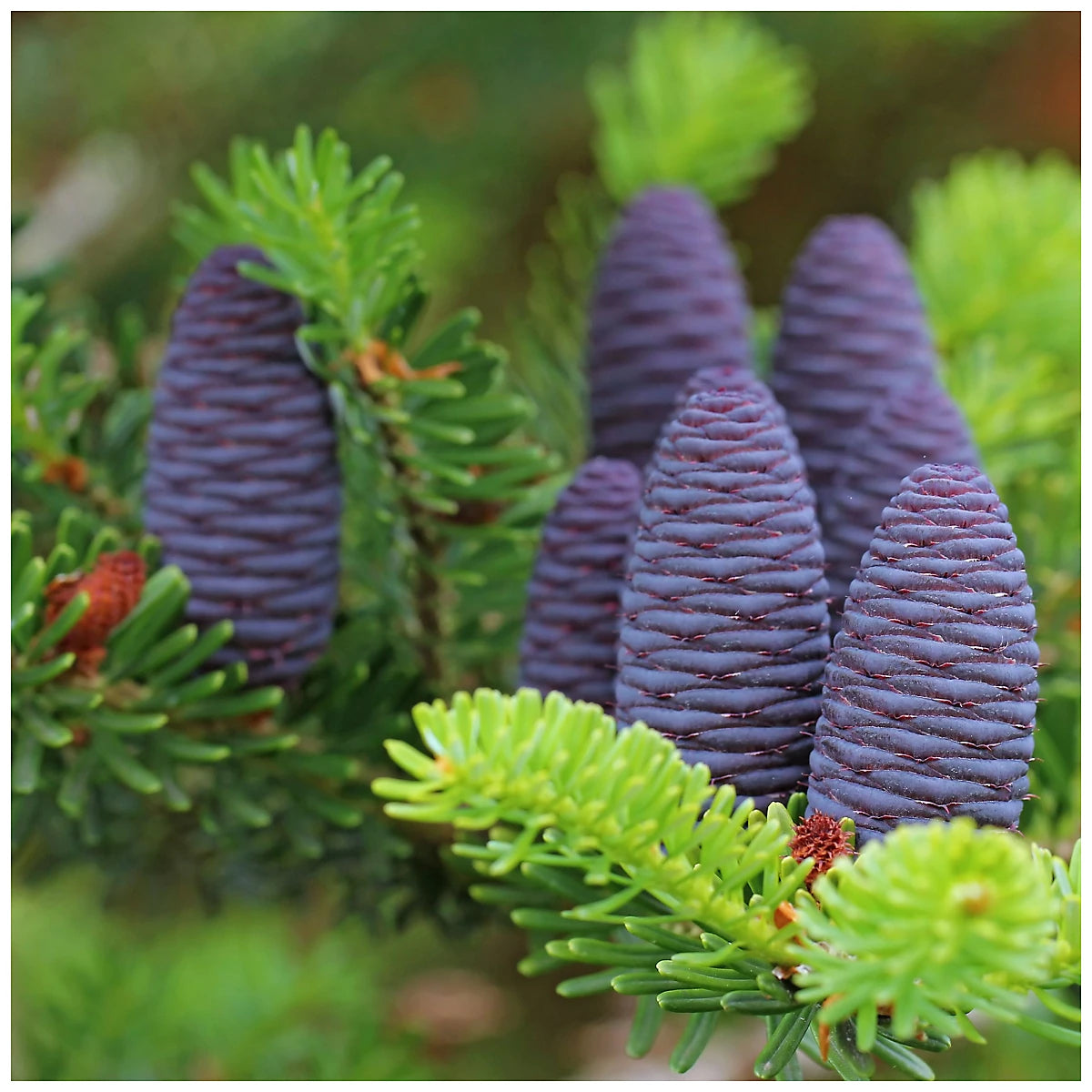Purple Abies Koreana Flower seeds for Planting - Sun Loving, Heirloom & GMO Free Seeds for Home Garden