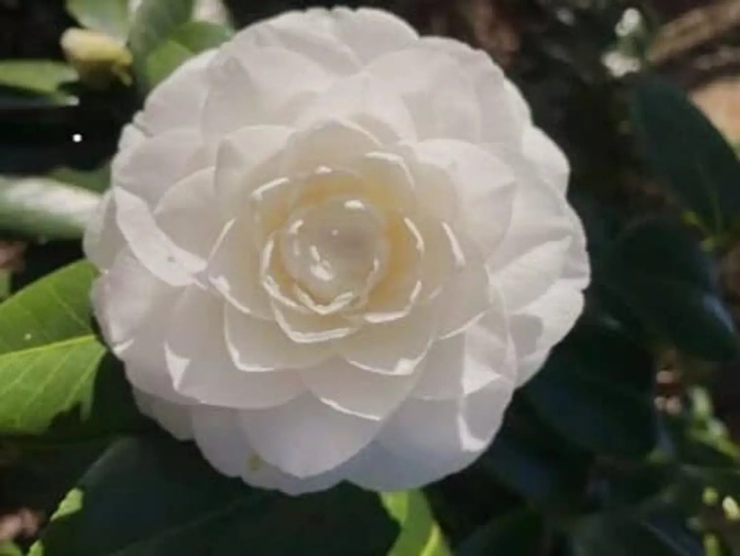 White Camellia Flower Seeds for Planting Perfect for Borders Heirloom & GMO Free Seeds for Home Garden
 
 Sale
