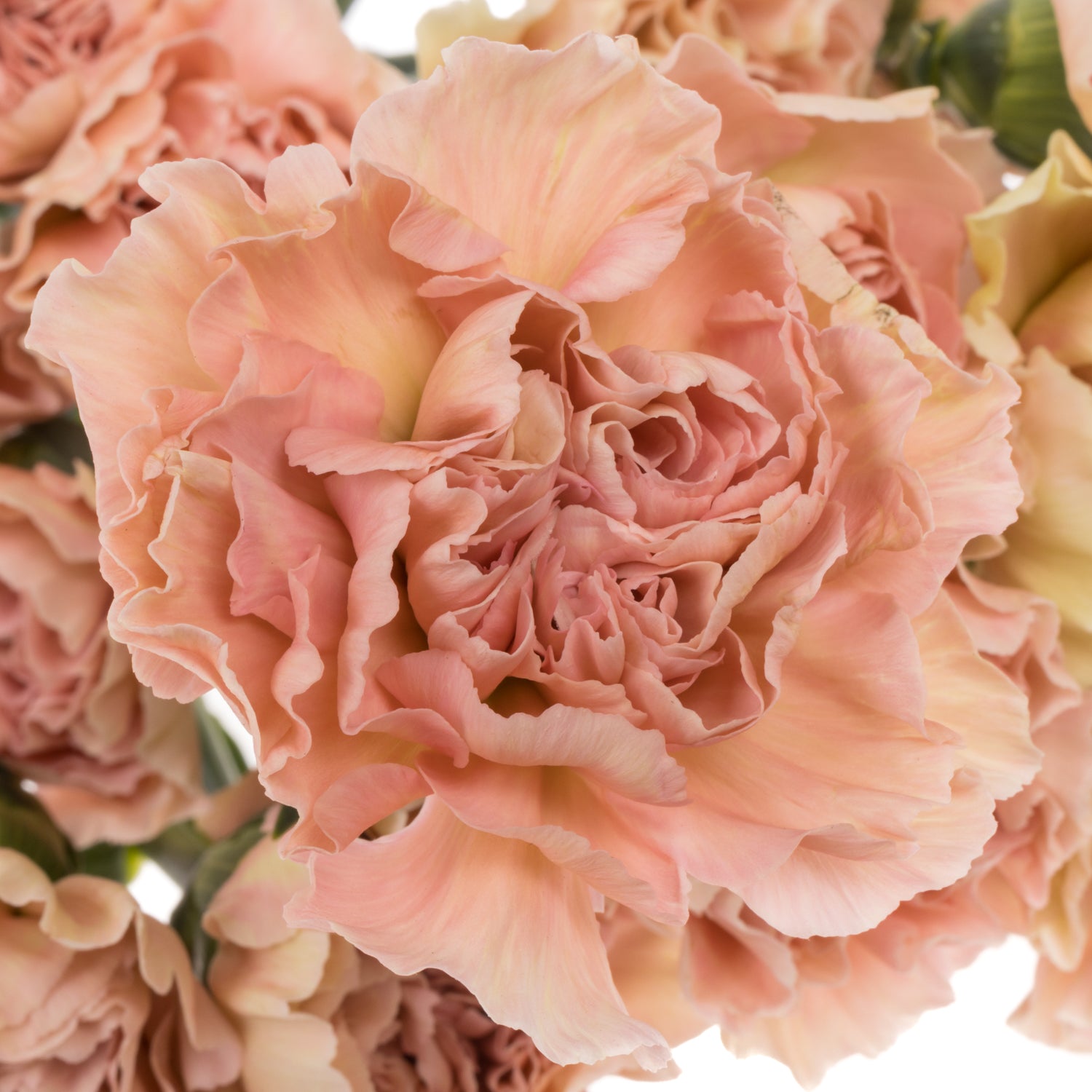 Brown Carnation Flower seeds for Planting - Perfect for Borders, Heirloom & GMO Free Seeds for Home Garden