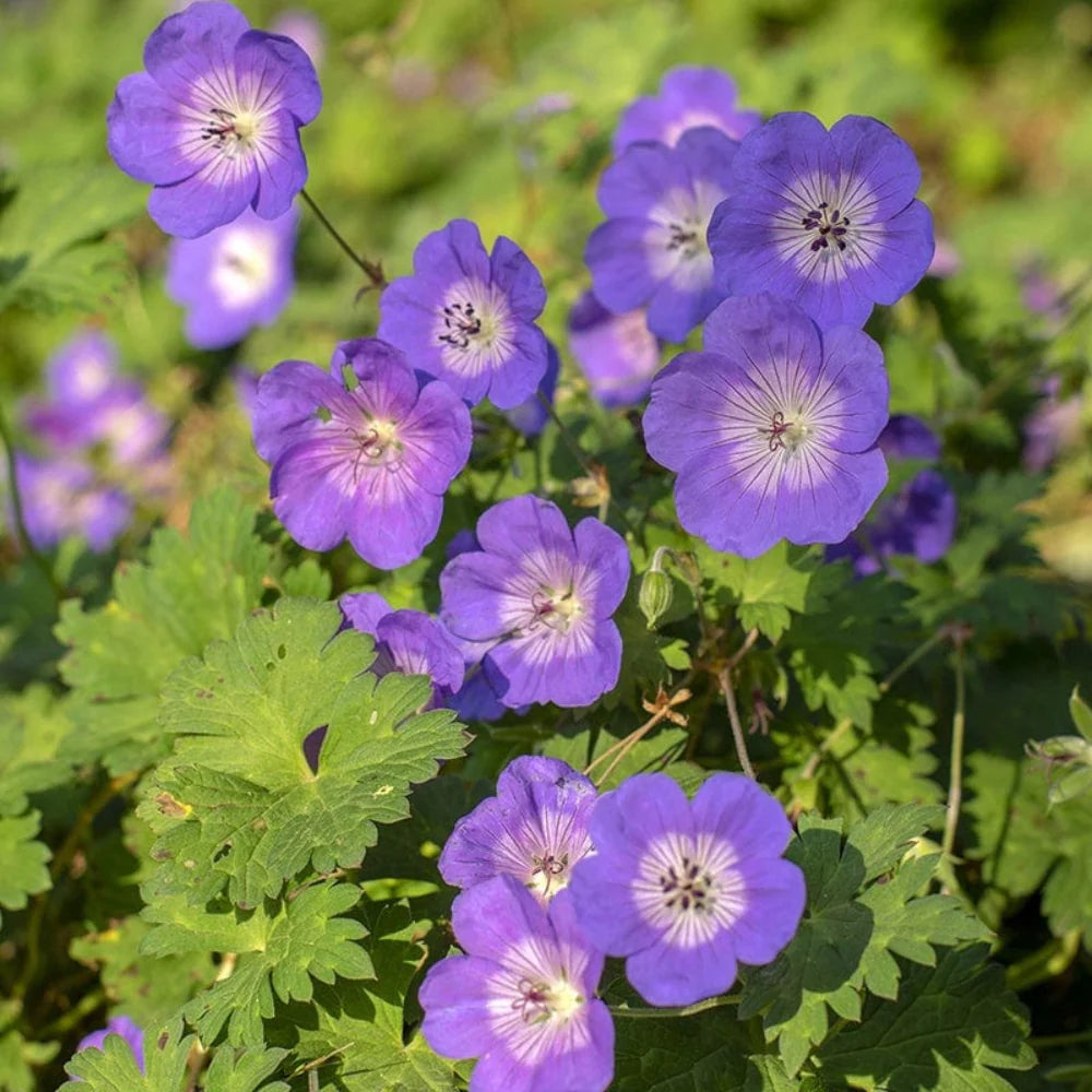 Blue Geranium Seeds for Planting - Beautiful Perennial Blooms
