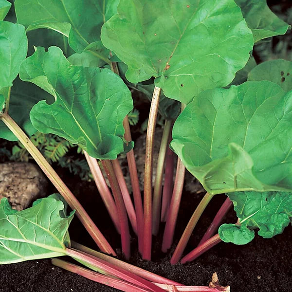 Glaskins Perpetual Rhubarb (Pieplant) Rheum rhabarbarum Vegetable Seeds for Planting, Premium Seeds | Heirloom Non-GMO