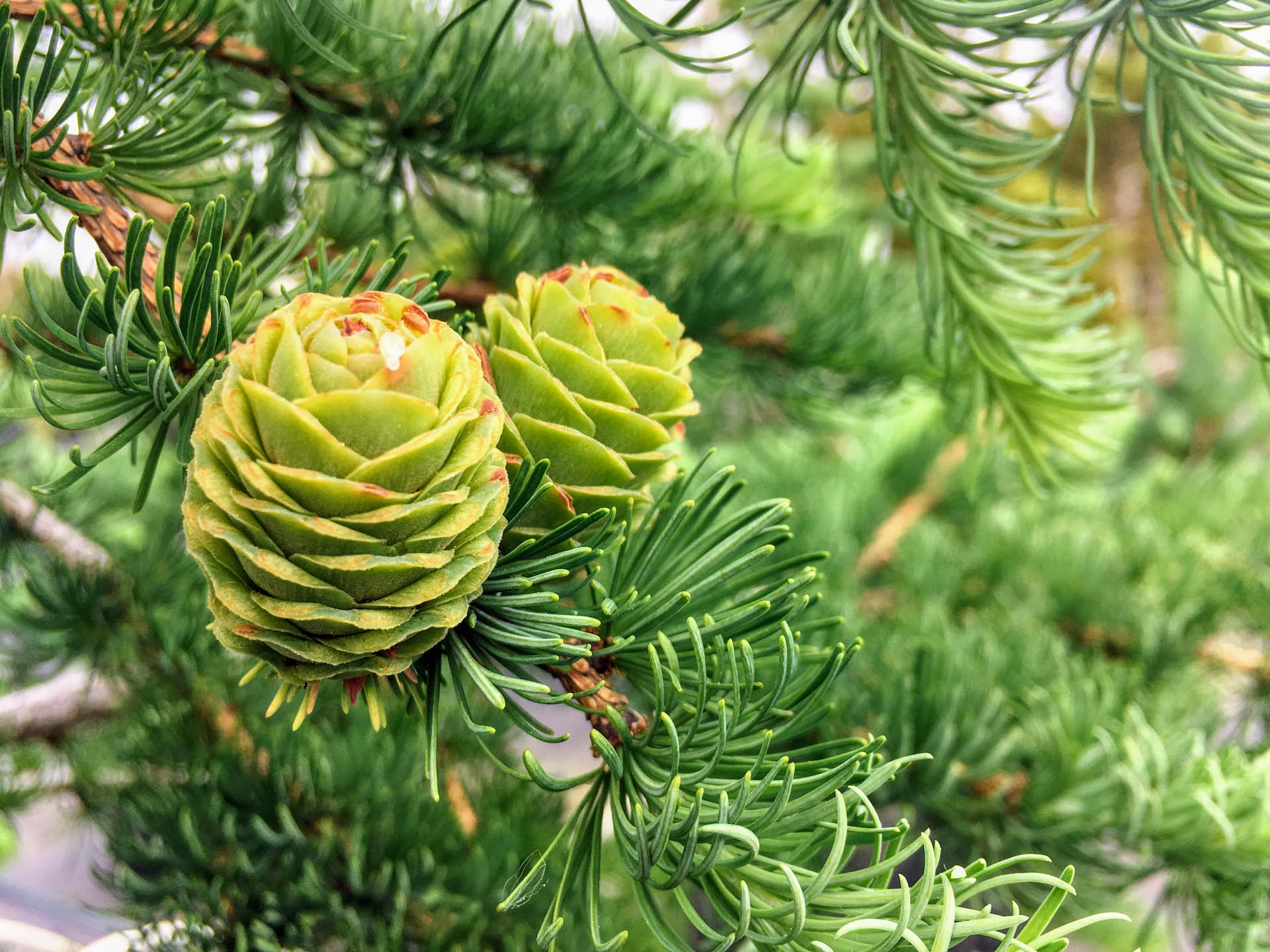 Larix Kaempferi Seeds for Planting: Green Tree Variety
