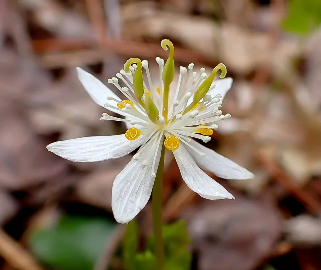 Goldthread (Goldthread Flower) seeds for planting in home garden