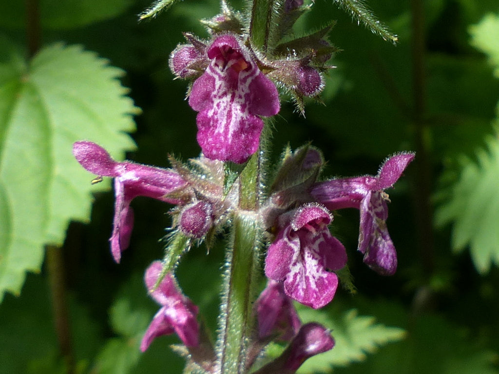 Purple Horehound Flower seeds for Planting - Drought Tolerant, Heirloom & GMO Free Seeds for Home Garden