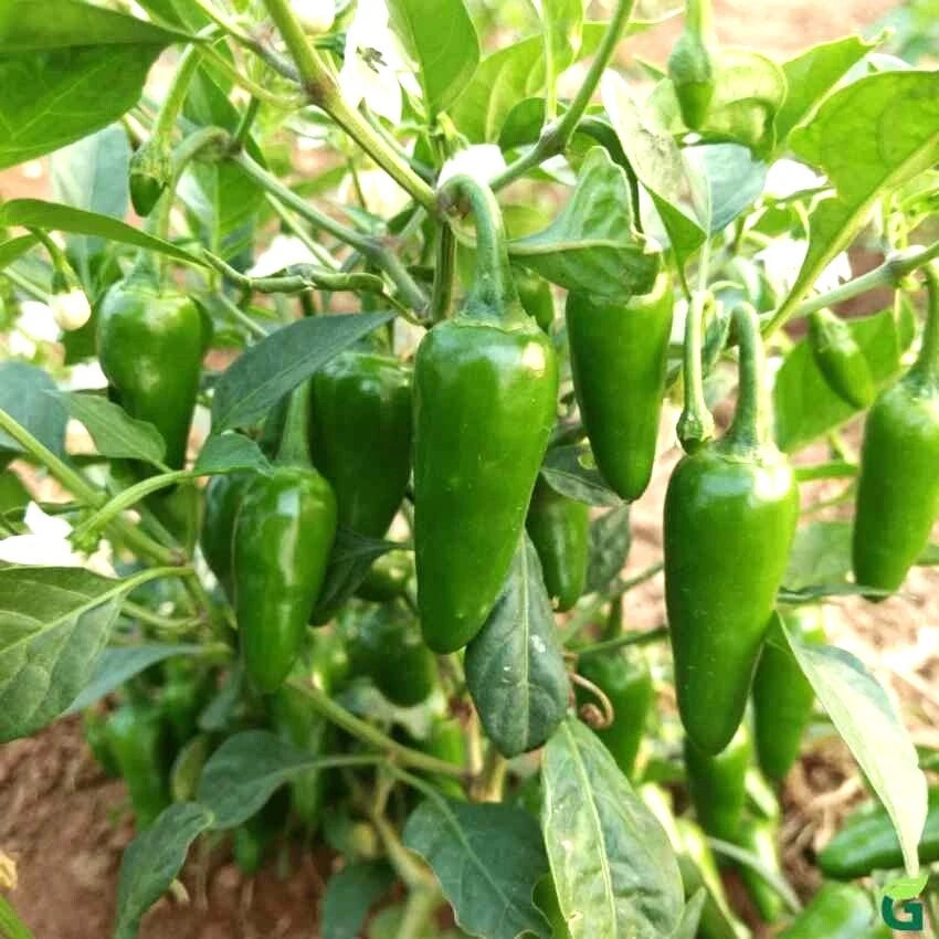 Jalapeno Seeds for Vegetable Planting