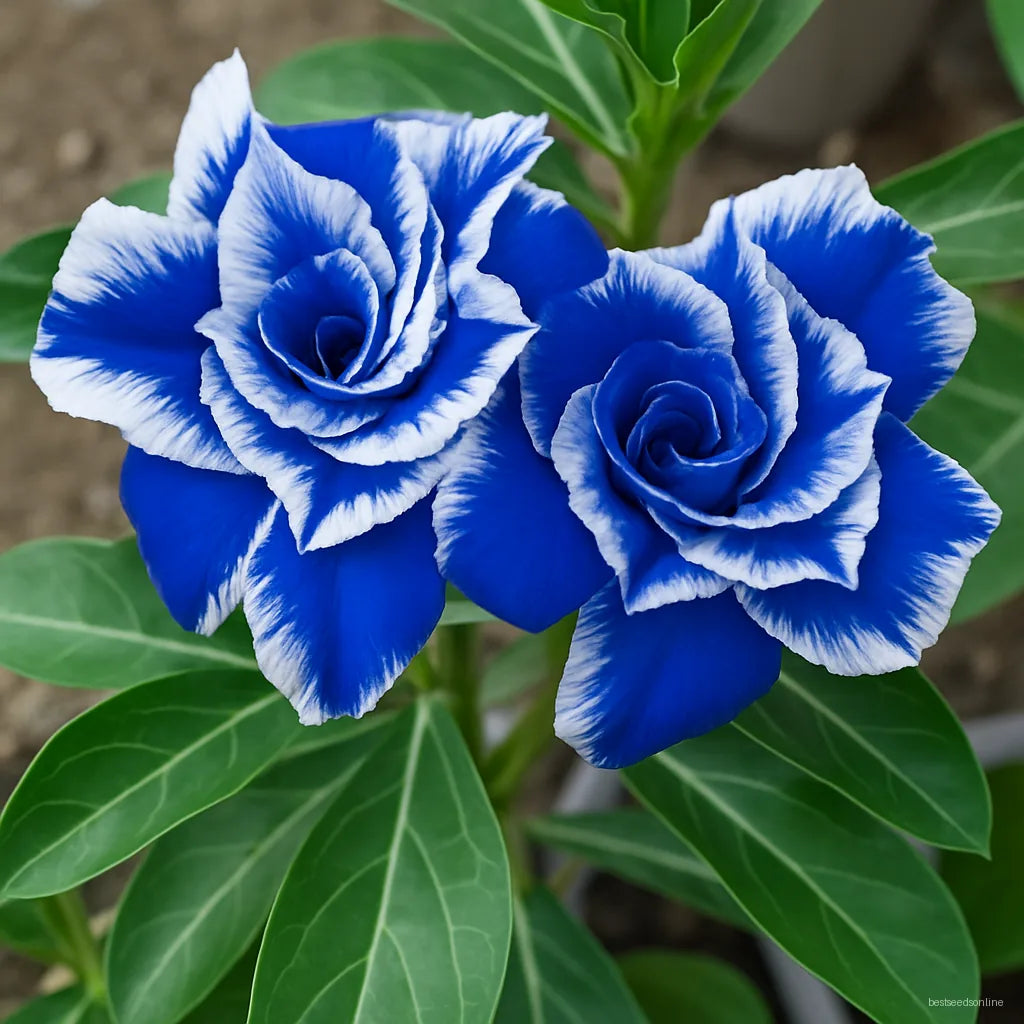 Blue and White Adenium Flower Seeds for Planting