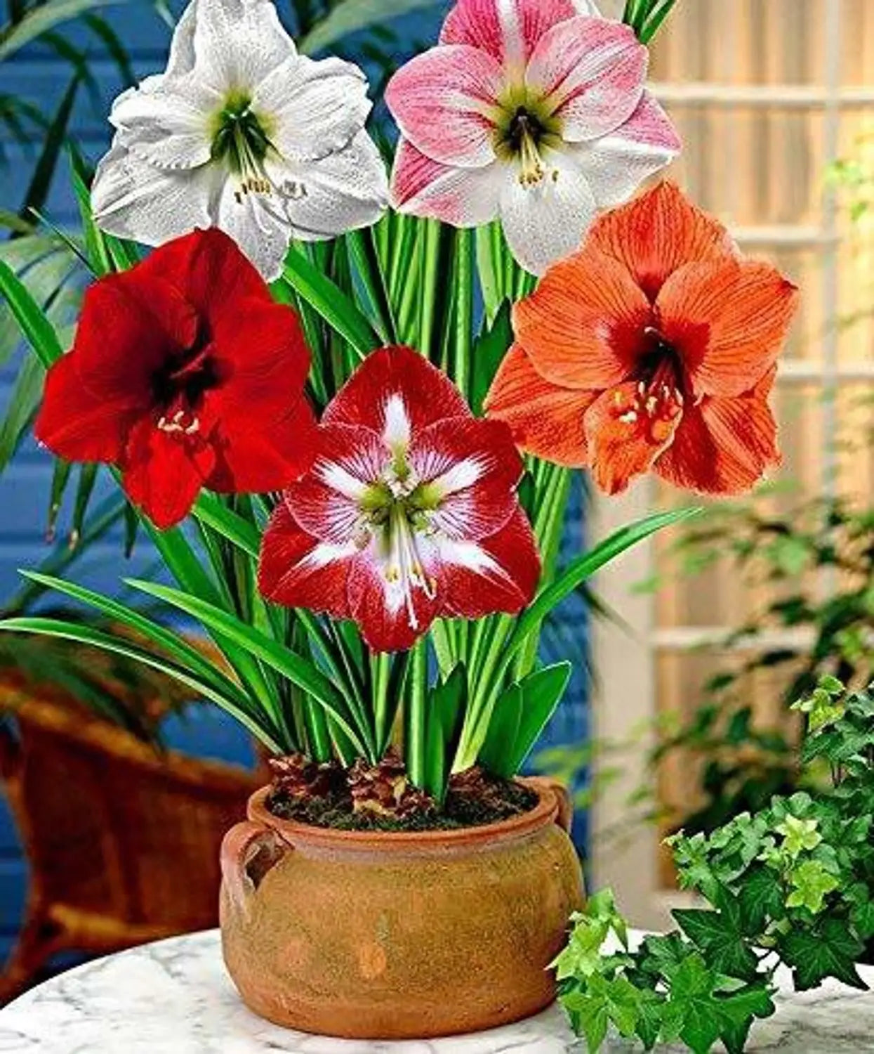 Hippeastrum Flower seeds for Planting - Wildflower Mix, Heirloom & GMO Free Seeds for Home Garden