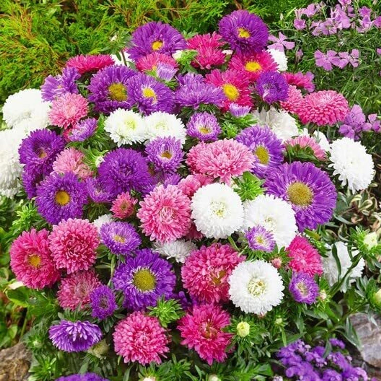 Heirloom China Aster Flower seeds for Planting Cottage Garden Essential Heirloom & GMO Free Seeds for Home Garden