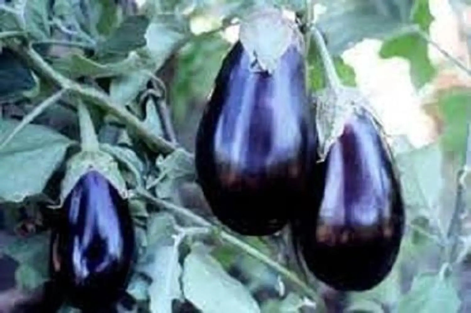 Brinjal Vegetable Seeds for Planting