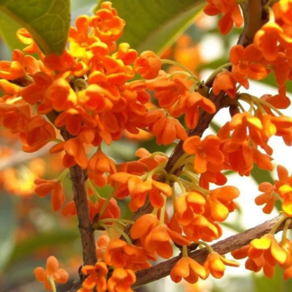 Osmanthus Mix Flower Planting Seeds - Premium Quality for Vibrant Gardens