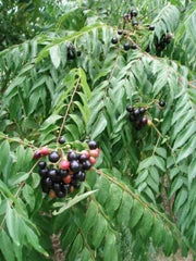 Curry Leaves Vegetable Seeds - Grow Fresh Flavors at Home