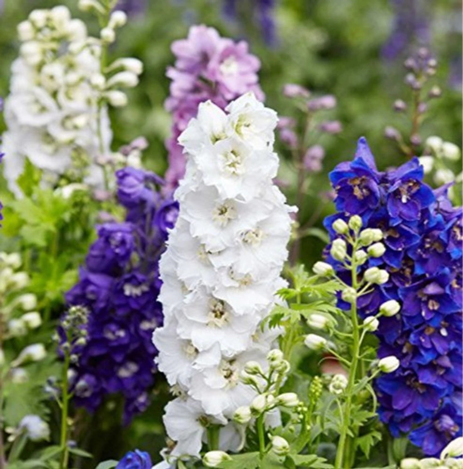 Mixed Verbascum Flower seeds for Planting - Wildflower Mix, Heirloom & GMO Free Seeds for Home Garden