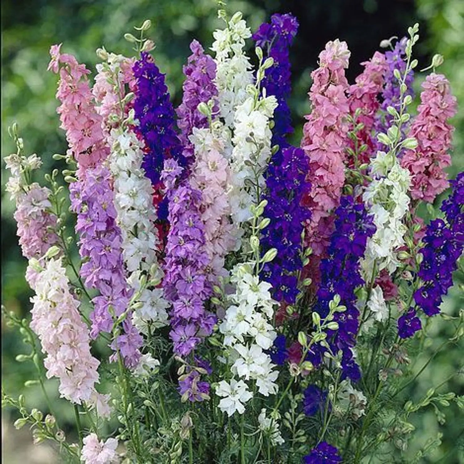 Mixed Verbascum Flower seeds for Planting - Wildflower Mix, Heirloom & GMO Free Seeds for Home Garden