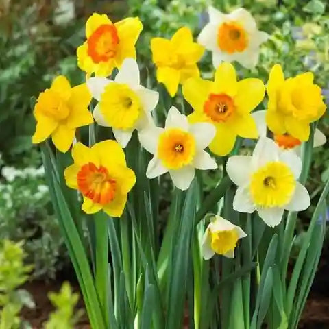 Light Yellow Narcissus Flower seeds for Planting - Colorful Display, Heirloom & GMO Free Seeds for Home Garden