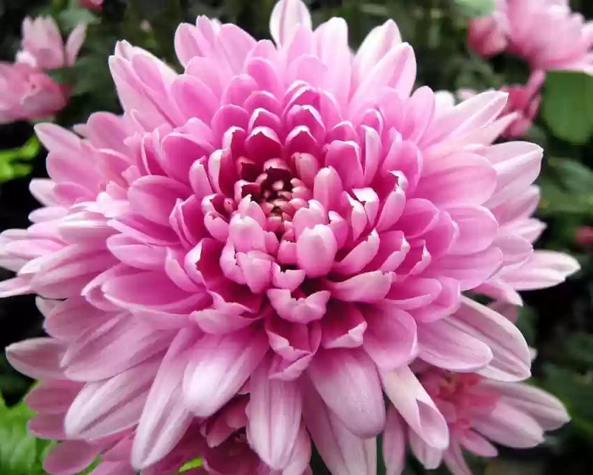 Rare Pink Chrysanthemum Flower seeds for Planting - Drought Tolerant, Heirloom & GMO Free Seeds for Home Garden
 
 Sale seeds for planting in home garden