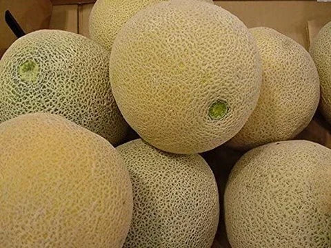 Brown Dew Melon Seeds for Planting