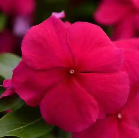 Purple Vinca Flower seeds for Planting - Compact Growth, Heirloom & GMO Free Seeds for Home Garden