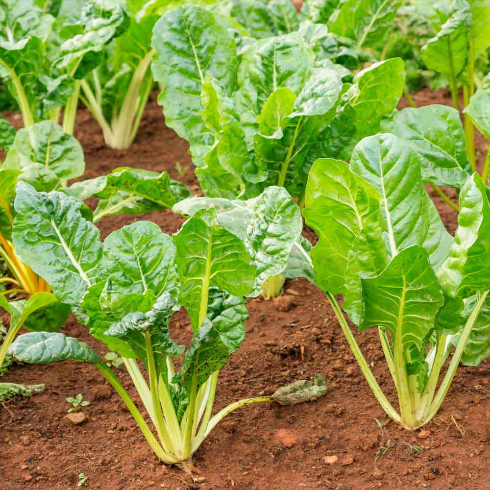 Green Chard Vegetable Seeds  Perfect for Home Gardening