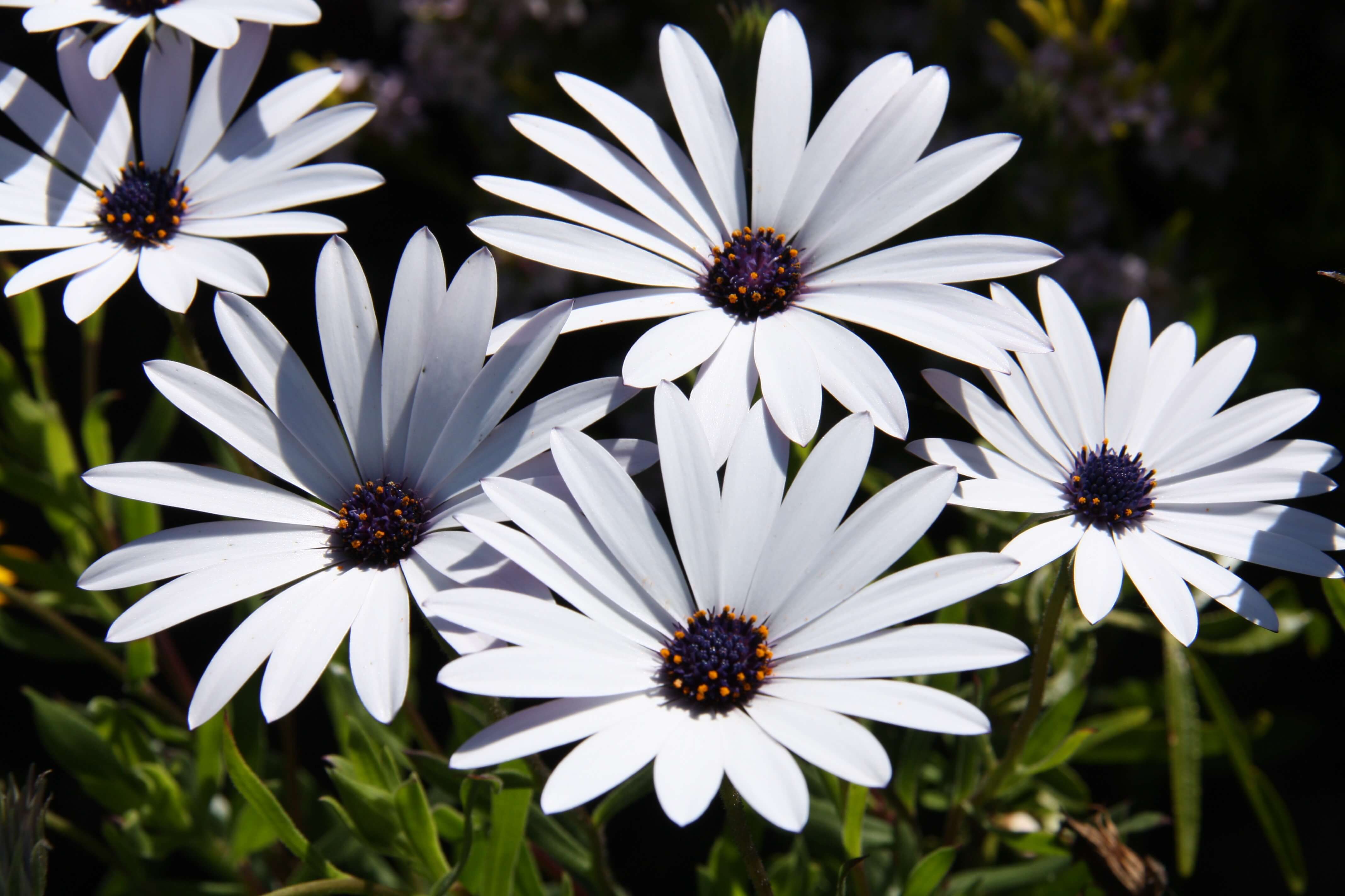 White Osteospermum Flower seeds for Planting - Bright Blooms, Heirloom & GMO Free Seeds for Home Garden