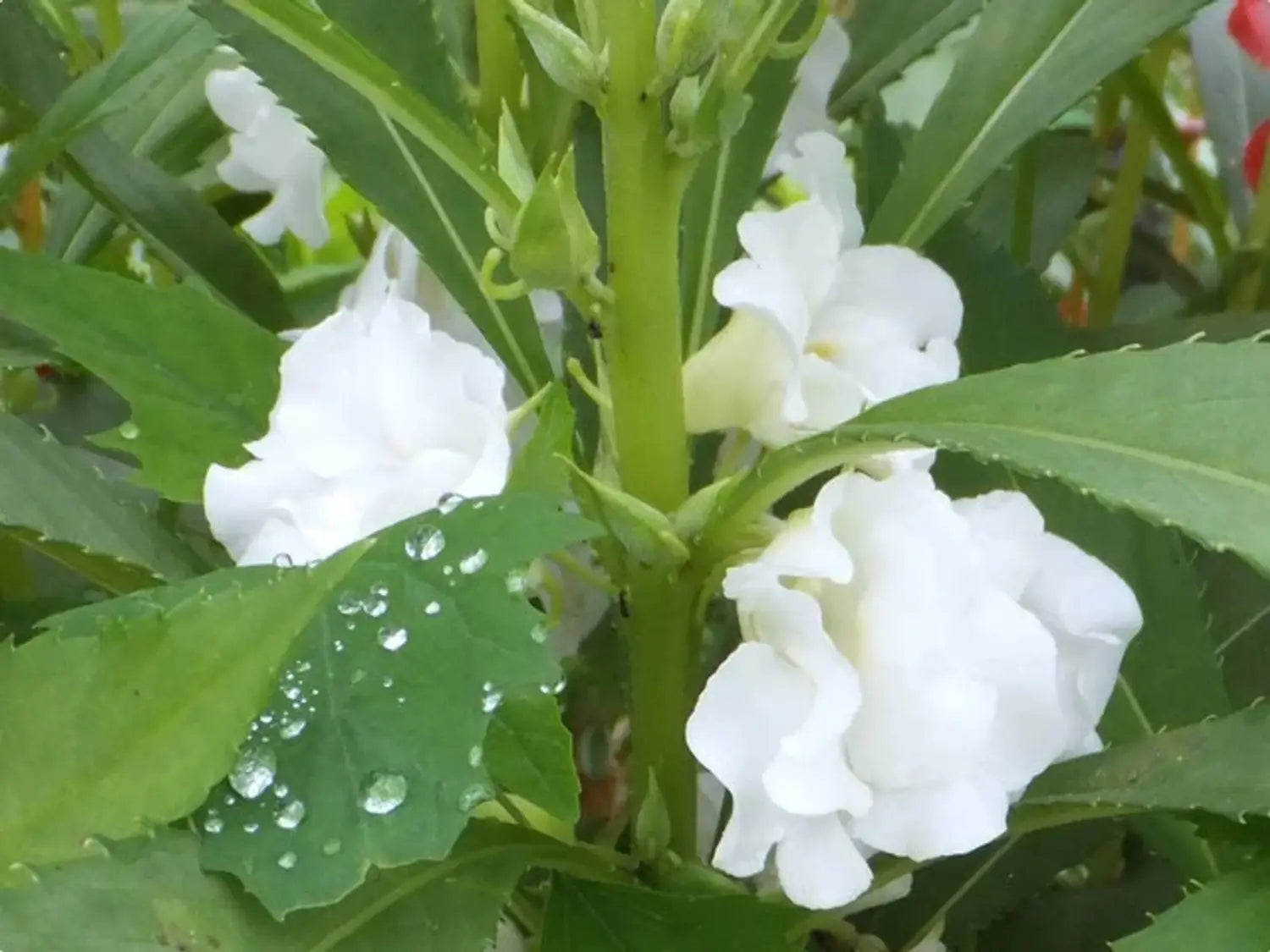 Balsam Flower Seeds for Planting