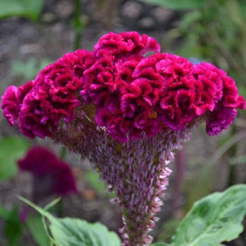Dark Pink Celosia Seeds Flower seeds for Planting - Seasonal Bloomer, Heirloom & GMO Free Seeds for Home Garden