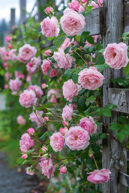 Climbing Flower seeds for Planting - Drought Tolerant, Heirloom & GMO Free Seeds for Home Garden