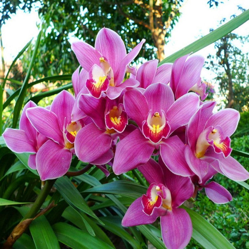 Pale Pink Phalaenopsis Orchid Flower seeds for Planting - Cut Flower Favorite, Heirloom & GMO Free Seeds for Home Garden
 
 Sale seeds for planting in home garden