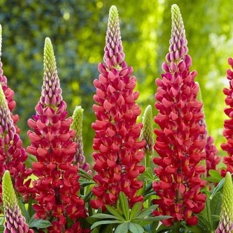 Red Lupin Flower seeds for Planting - Drought Tolerant, Heirloom & GMO Free Seeds for Home Garden