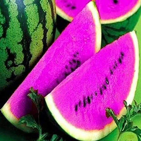 Purple Watermelon Seeds for Planting Grow Delicious Fruit Fruit Seeds for Home Gardens, Raised Beds & Outdoor Growing