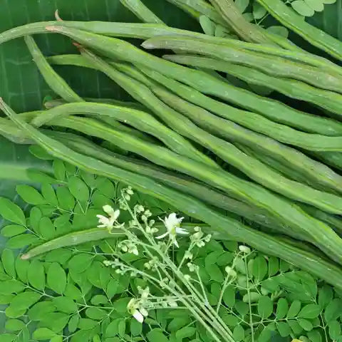 Moringa Seeds Organic Large Size Pkm1 Variety Malunggay Shobhanjana Miracle Tree Drumstick Tree