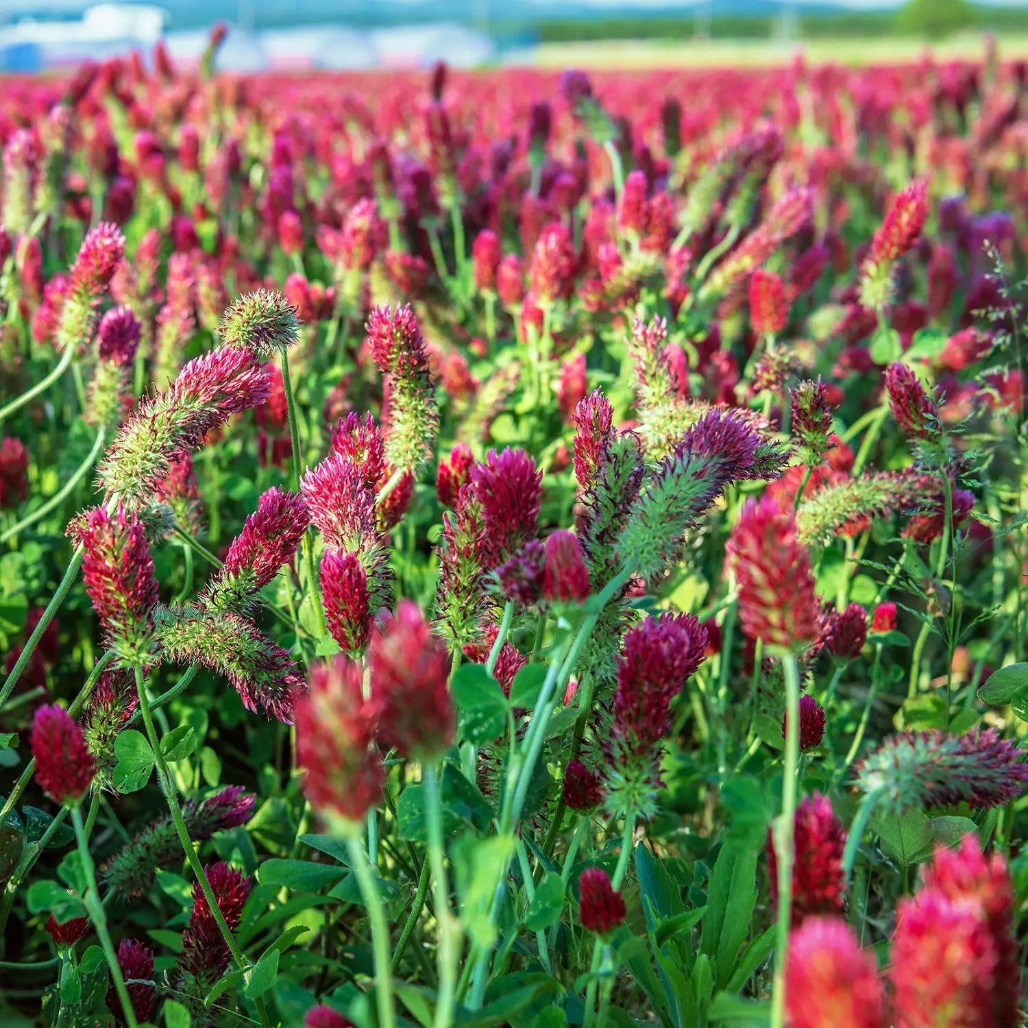 Manure Flower seeds for Planting - Perfect for Borders, Heirloom & GMO Free Seeds for Home Garden