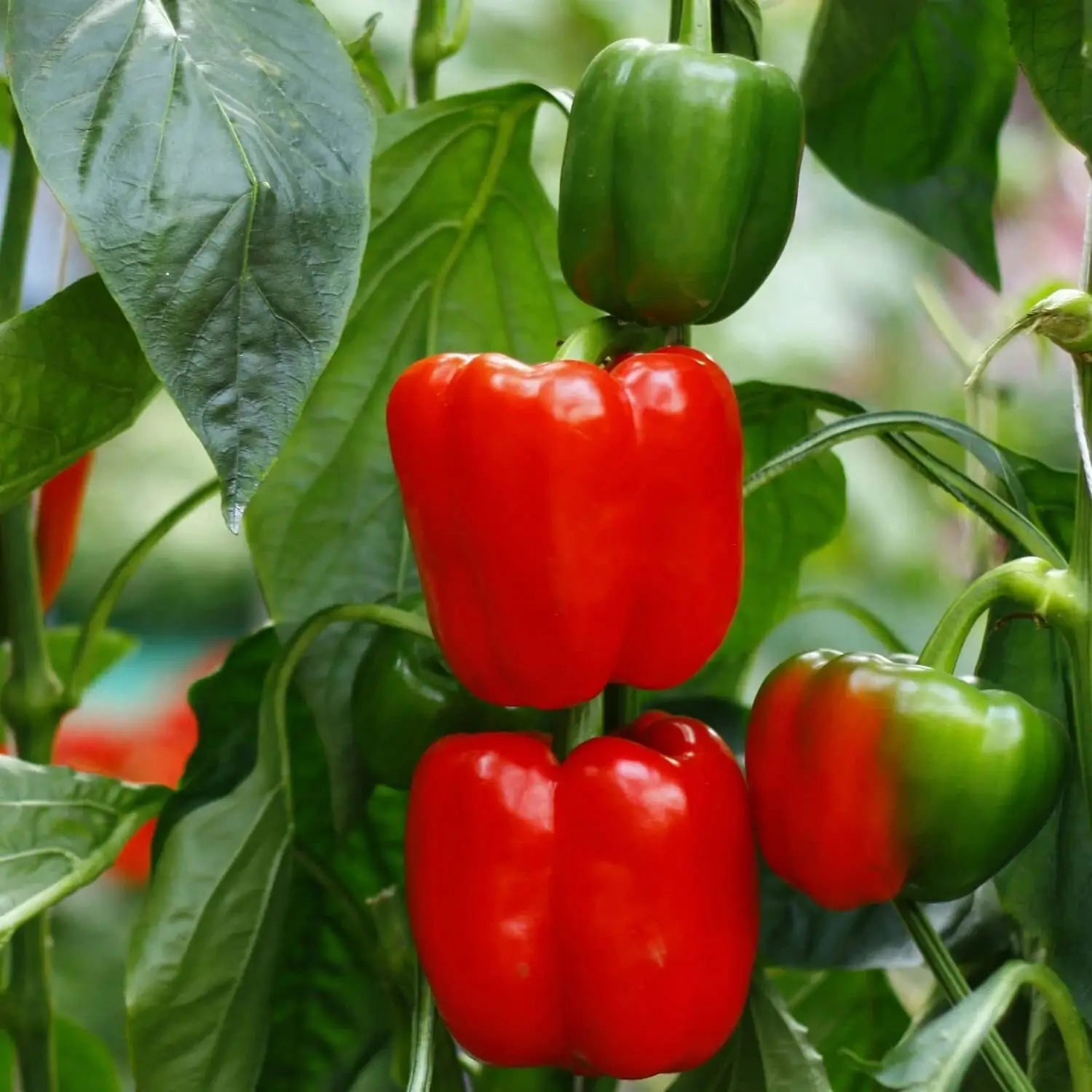 Aka Chapeau Pepper Vegetable Seeds  Planting Essentials