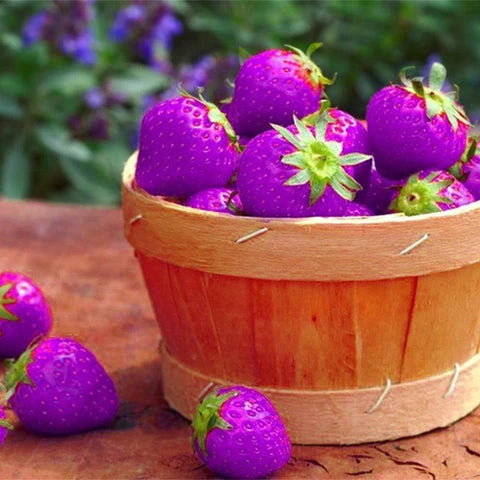Strawberry Fruit Seeds Purple for Planting  Seed for Unique, Colorful Strawberry Growth