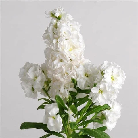 White Evening Stock Flower seeds for Planting - Fragrant Blossoms, Heirloom & GMO Free Seeds for Home Garden