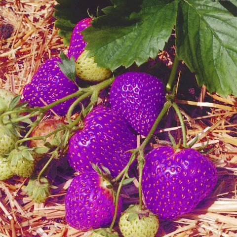 Purple Strawberry Seeds for Planting