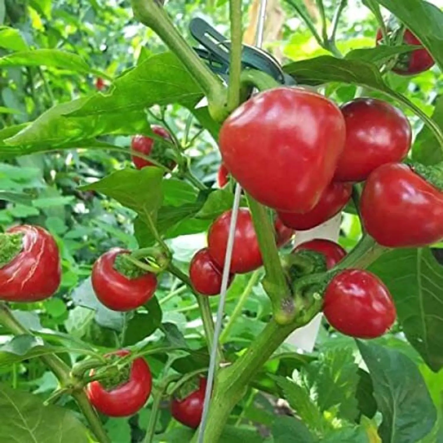 Rocoto Manzano Vegetable Seeds for Easy Planting