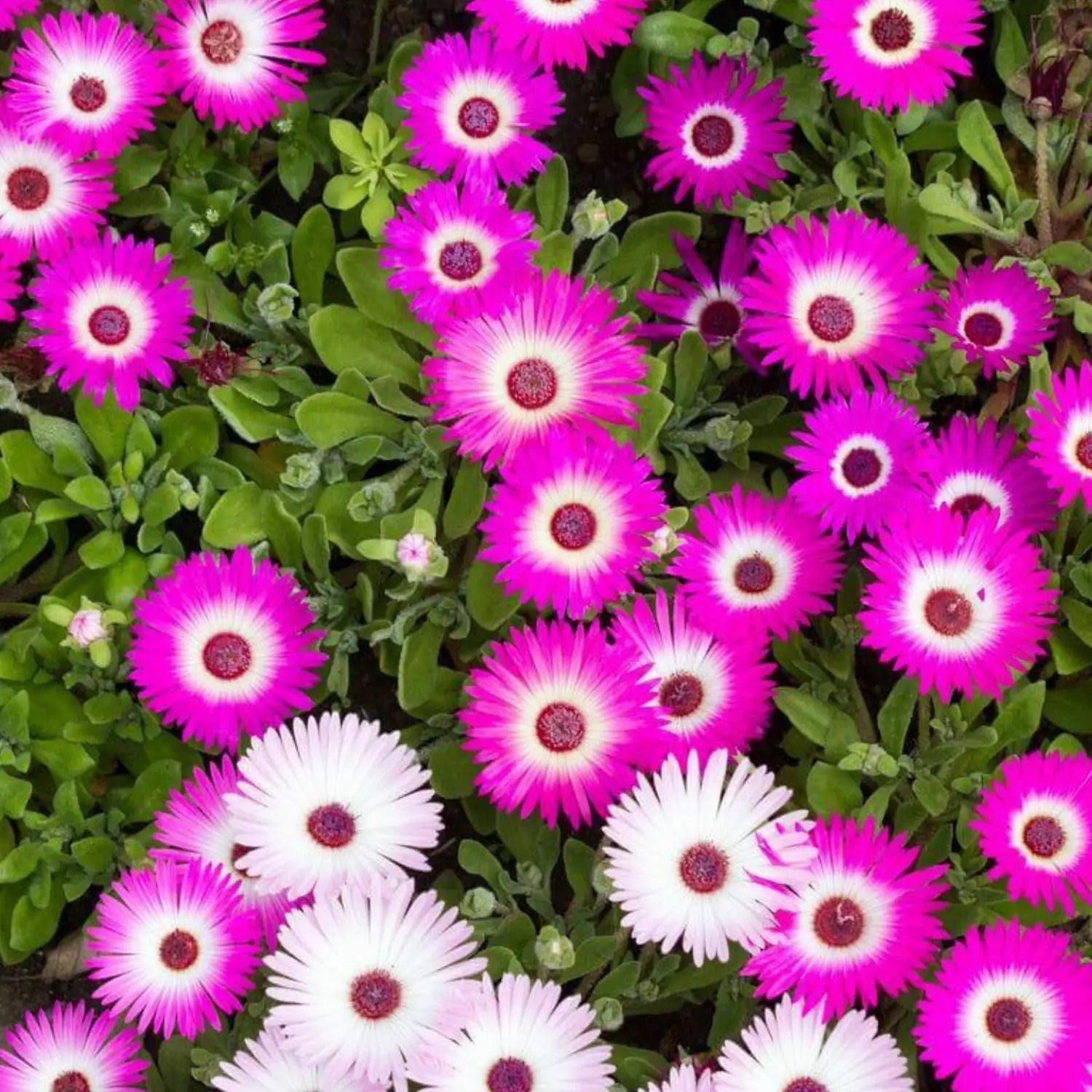 Pink Dorotheanthus Flower seeds for Planting - Colorful Display, Heirloom & GMO Free Seeds for Home Garden
