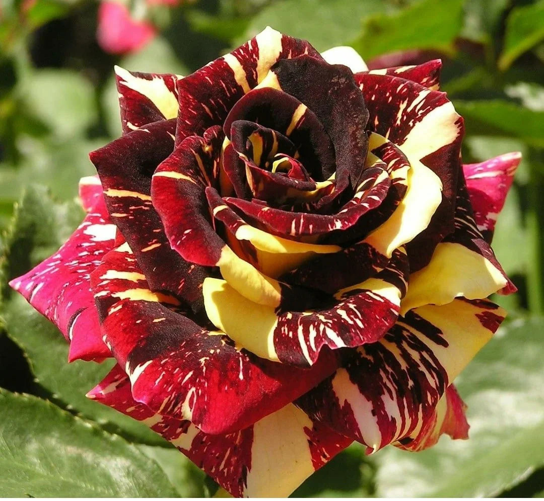 Mix Dragon Rose Flower seeds for Planting - Cottage Garden Essential, Heirloom & GMO Free Seeds for Home Garden