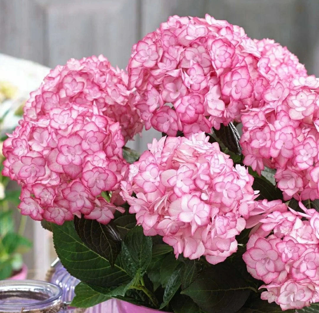 Pink Hydrangea Flower seeds for Planting - Cottage Garden Essential, Heirloom & GMO Free Seeds for Home Garden