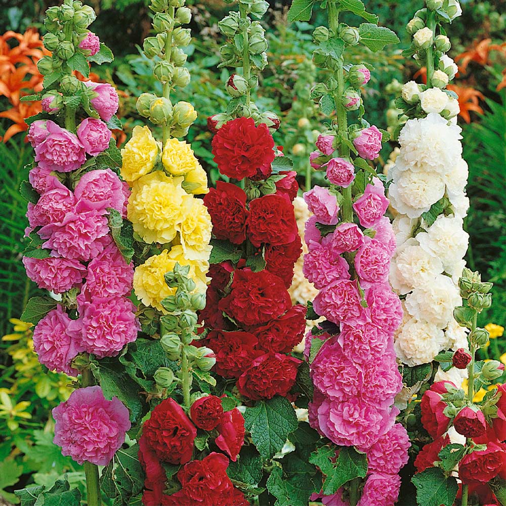 Hollyhock Mix Seeds for Planting  Vibrant Flower Garden Blooms - Evergrowseeds