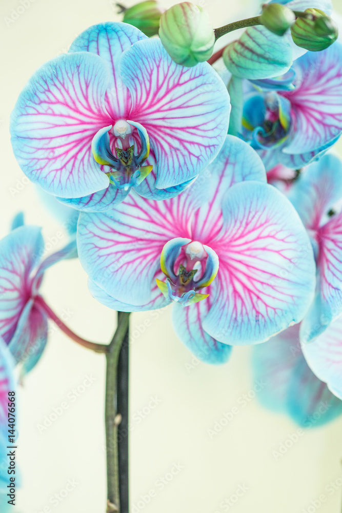 Rainbow Phalaenopsis Orchid Flower seeds for Planting - Perfect for Borders, Heirloom & GMO Free Seeds for Home Garden