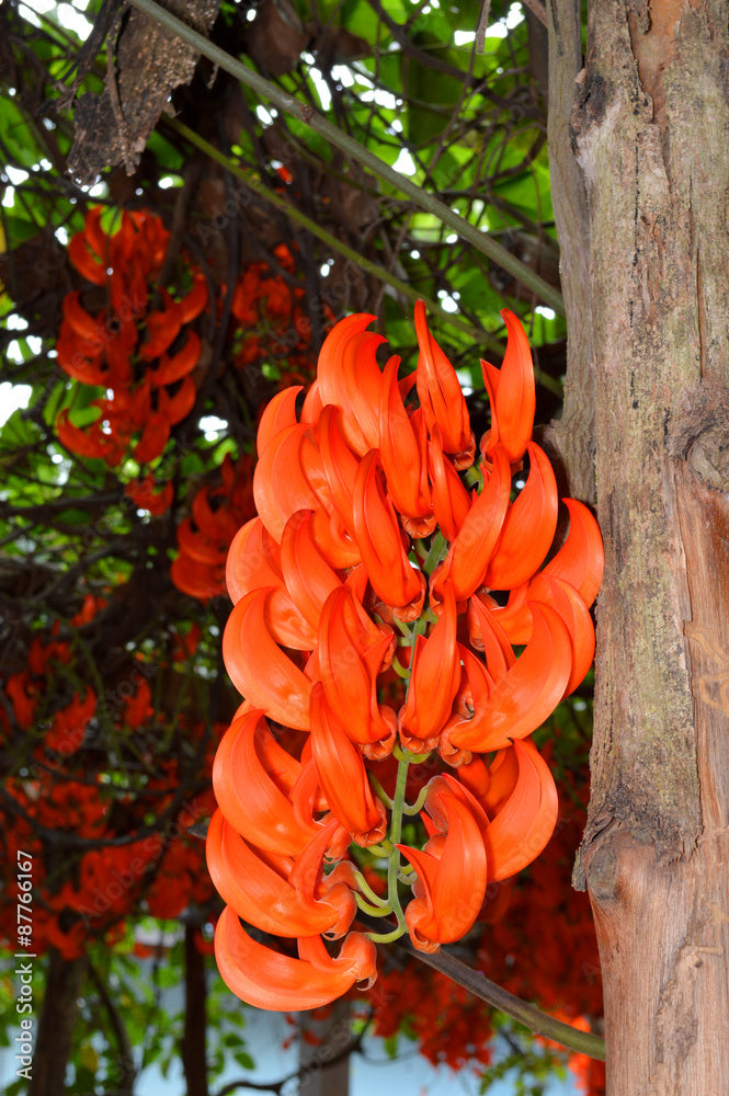 Red Jade Vine (Mucuna Bennettii) Flower seeds for Planting - Pollinator Friendly, Heirloom & GMO Free Seeds for Home Garden