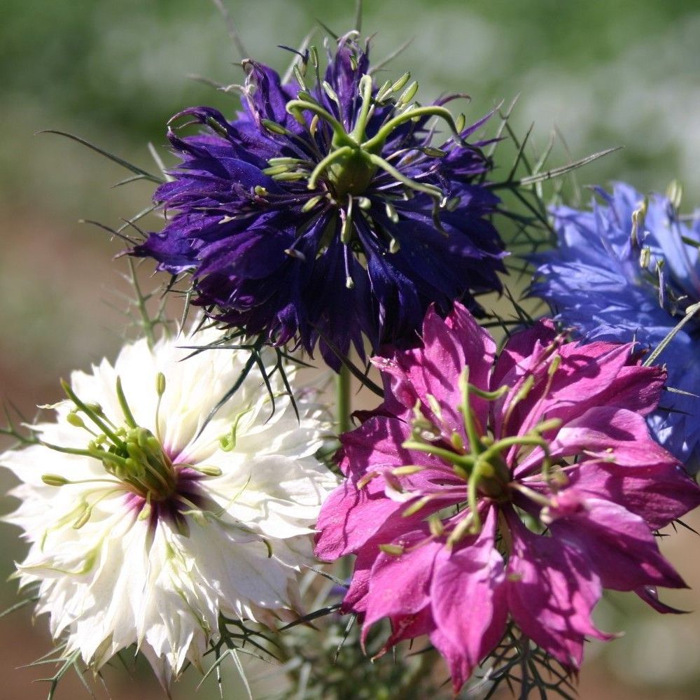 Nigella Persian Flower seeds for Planting - Wildflower Mix, Heirloom & GMO Free Seeds for Home Garden