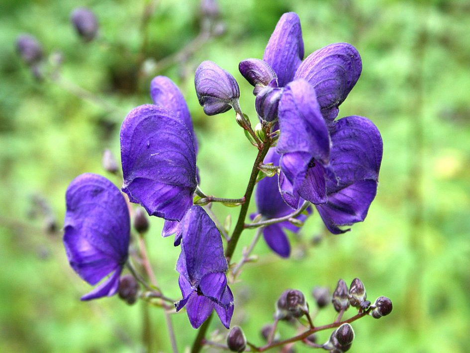Wolfsbane Flower seeds for Planting Shade Tolerant Heirloom & GMO Free Seeds for Home Garden