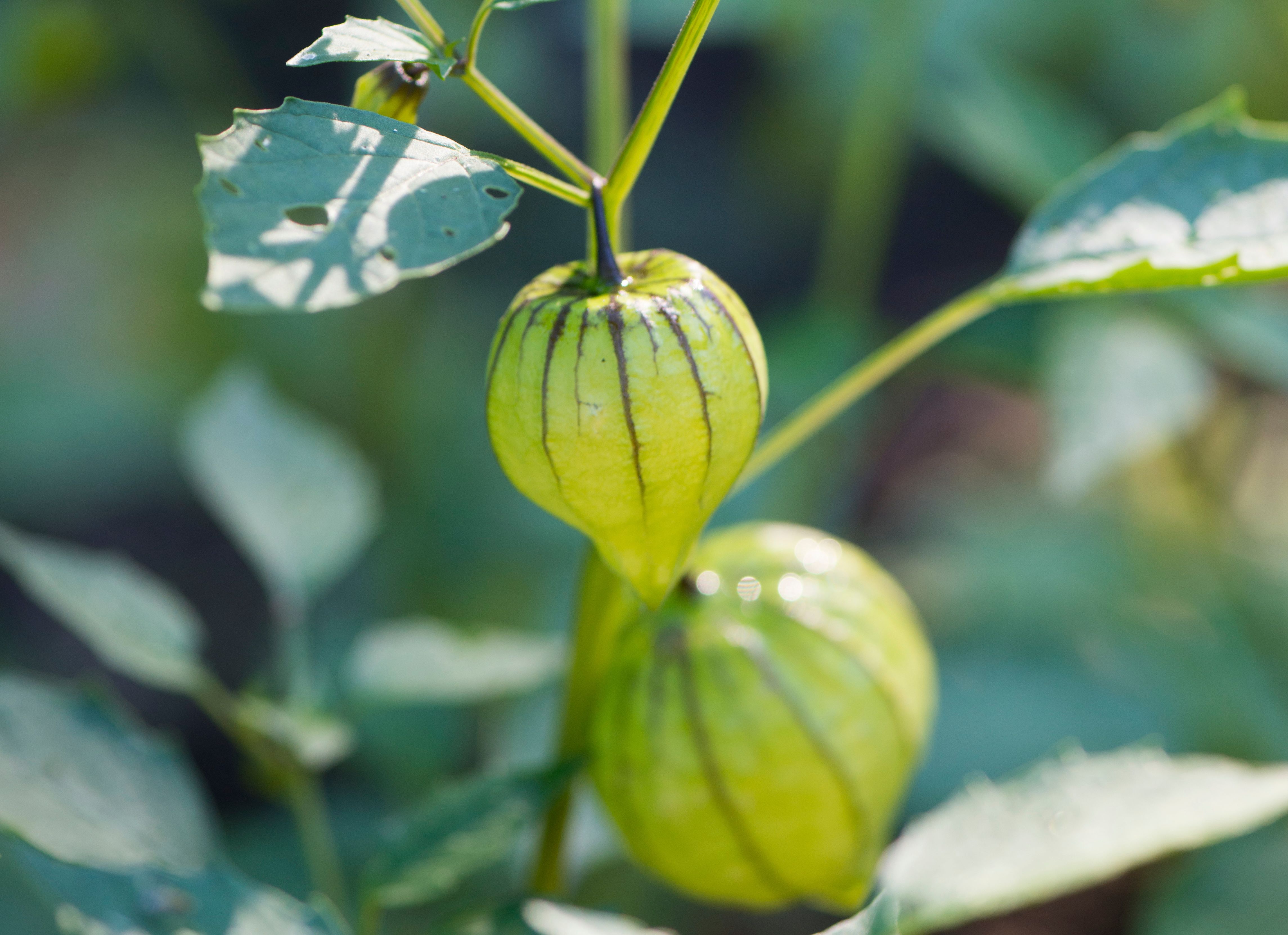 Green Tomatillo Seeds for Your Garden