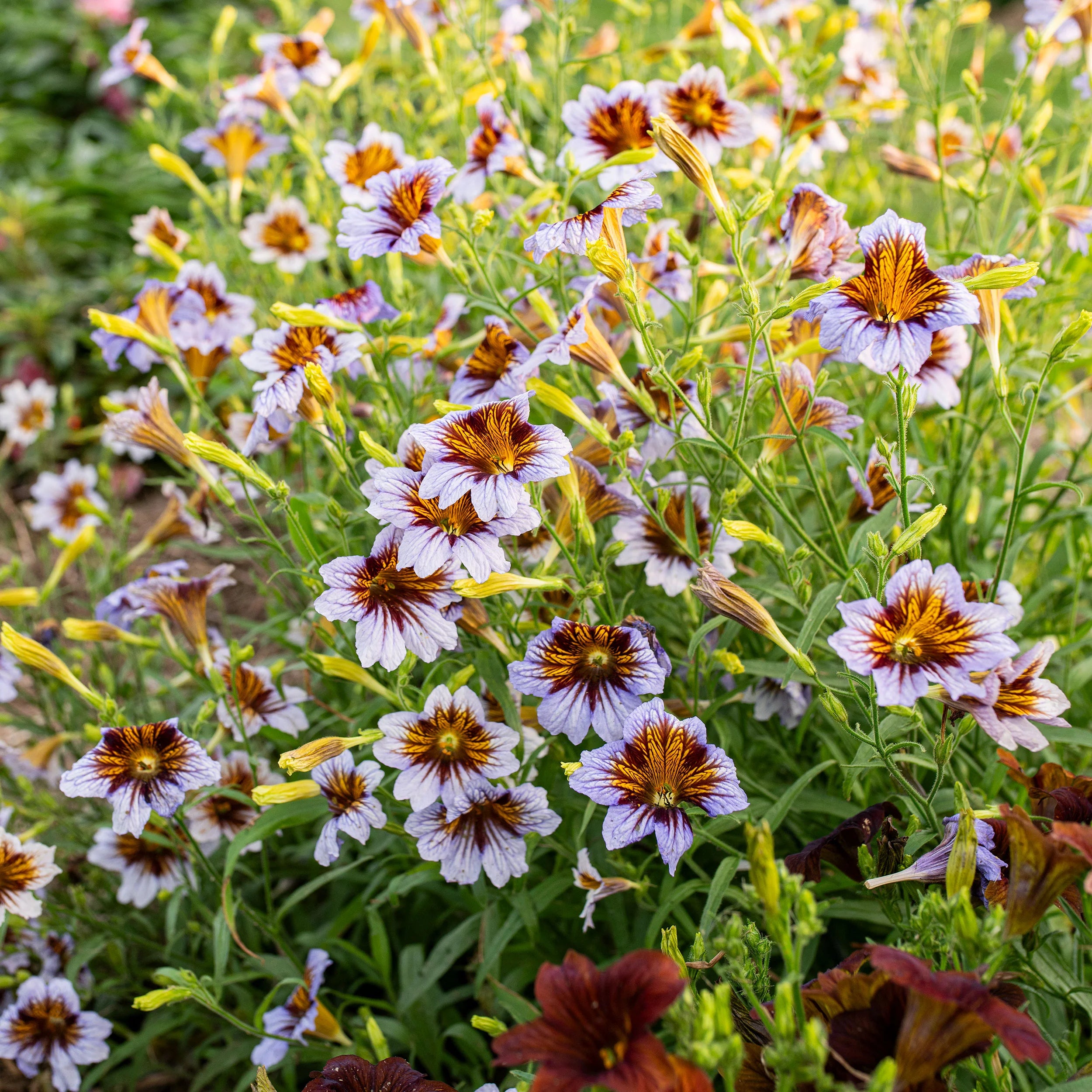 Purple Salpiglossis Flower seeds for Planting - Garden Favorite, Heirloom & GMO Free Seeds for Home Garden